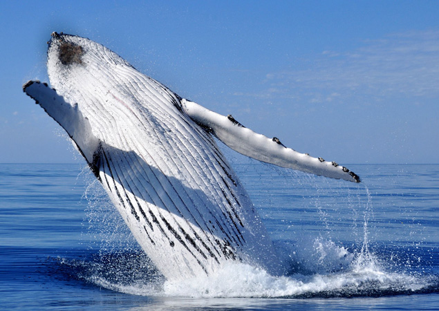 whale watching
